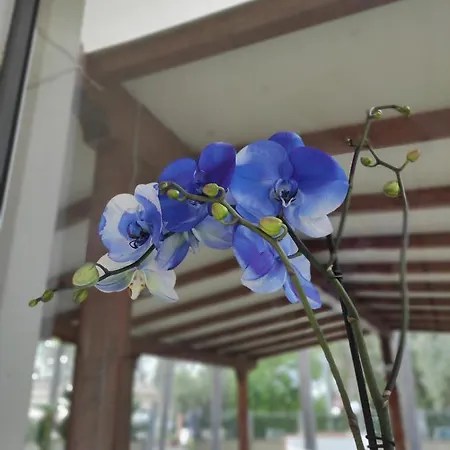 Oasi Park מסקלי