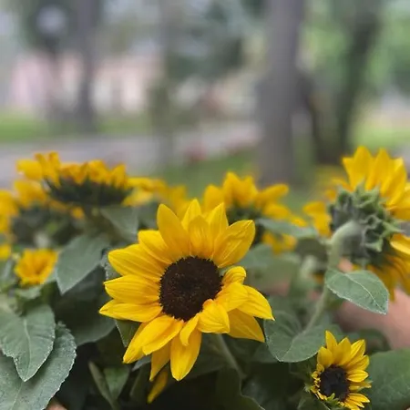 Oasi Park 3* מסקלי