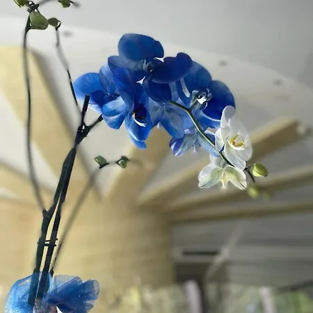 Oasi Park מסקלי